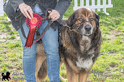 Ladys Paws Event at The Lion